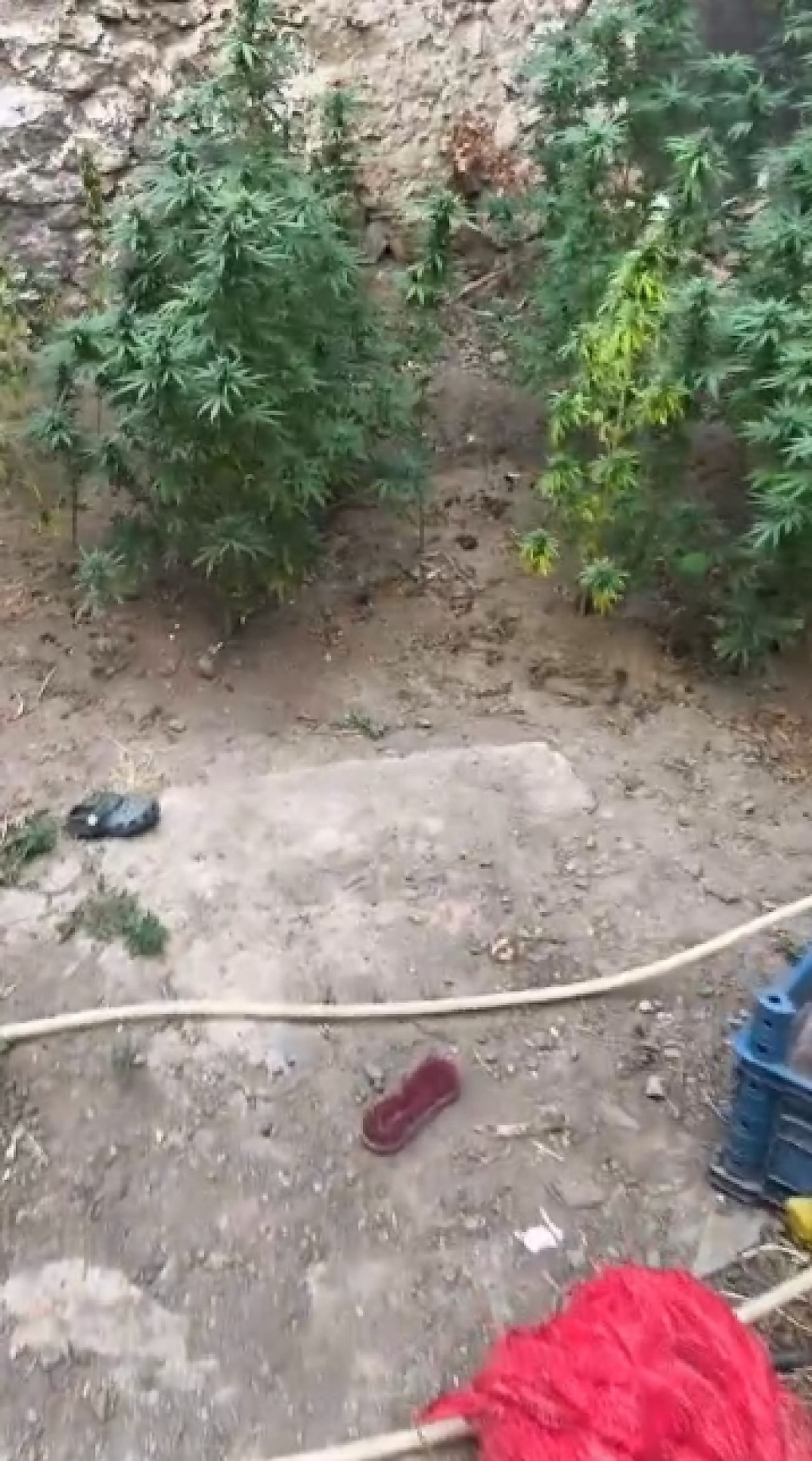 Zehir yetiştirirken yakalandılar... İzmir'de ev bahçesine operasyon