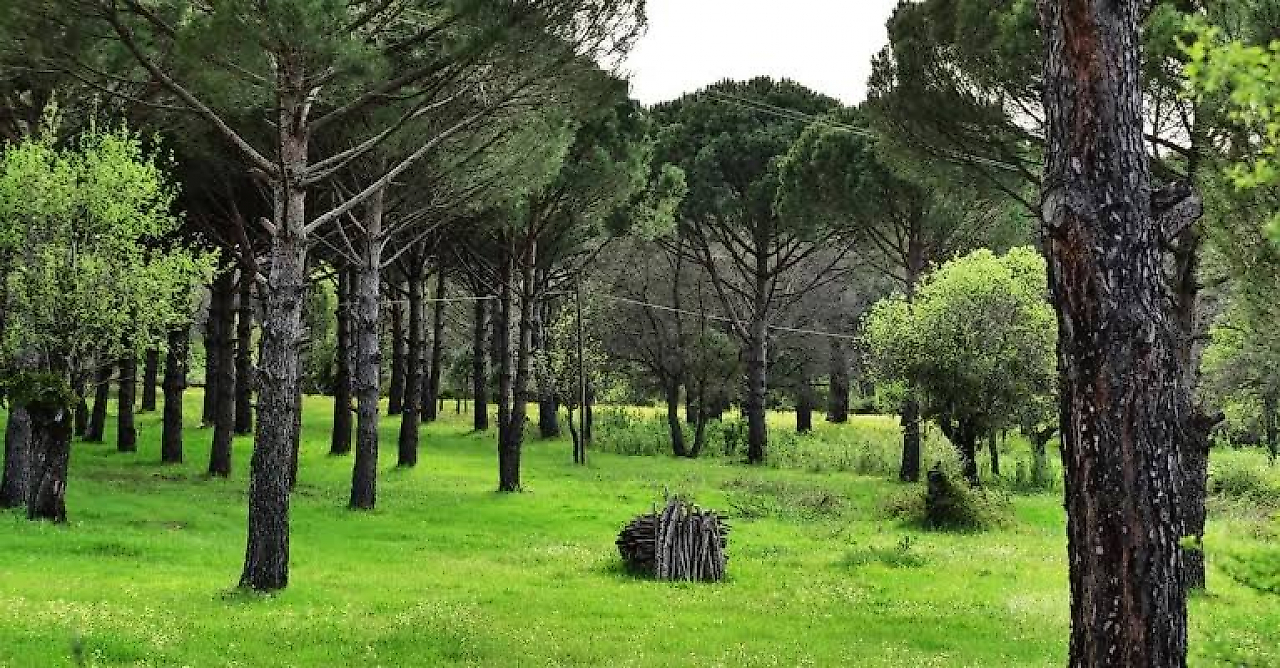 Yukarıbey Çevresindeki Kamp Alanları: Kozak Yaylası'nda Doğayla İç İçe Kamp