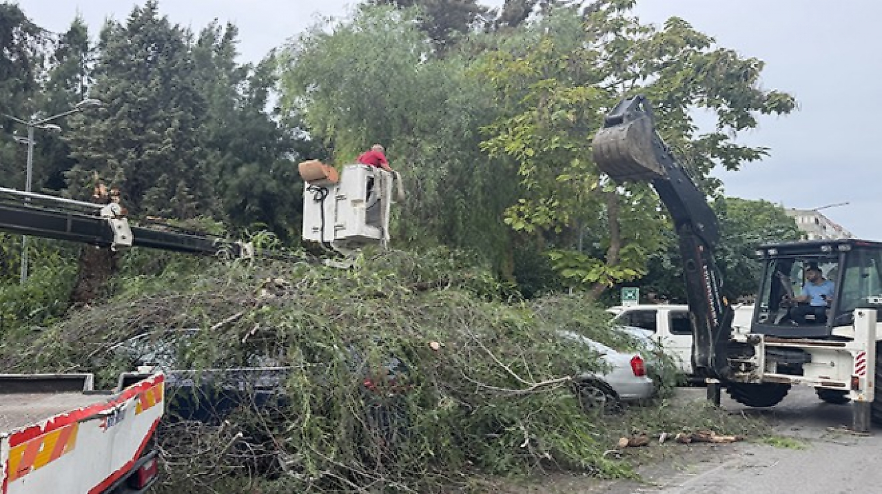 İzmir Karşıyaka'da korkutan olay: Dev ağaç 4 otomobilin üzerine devrildi!
