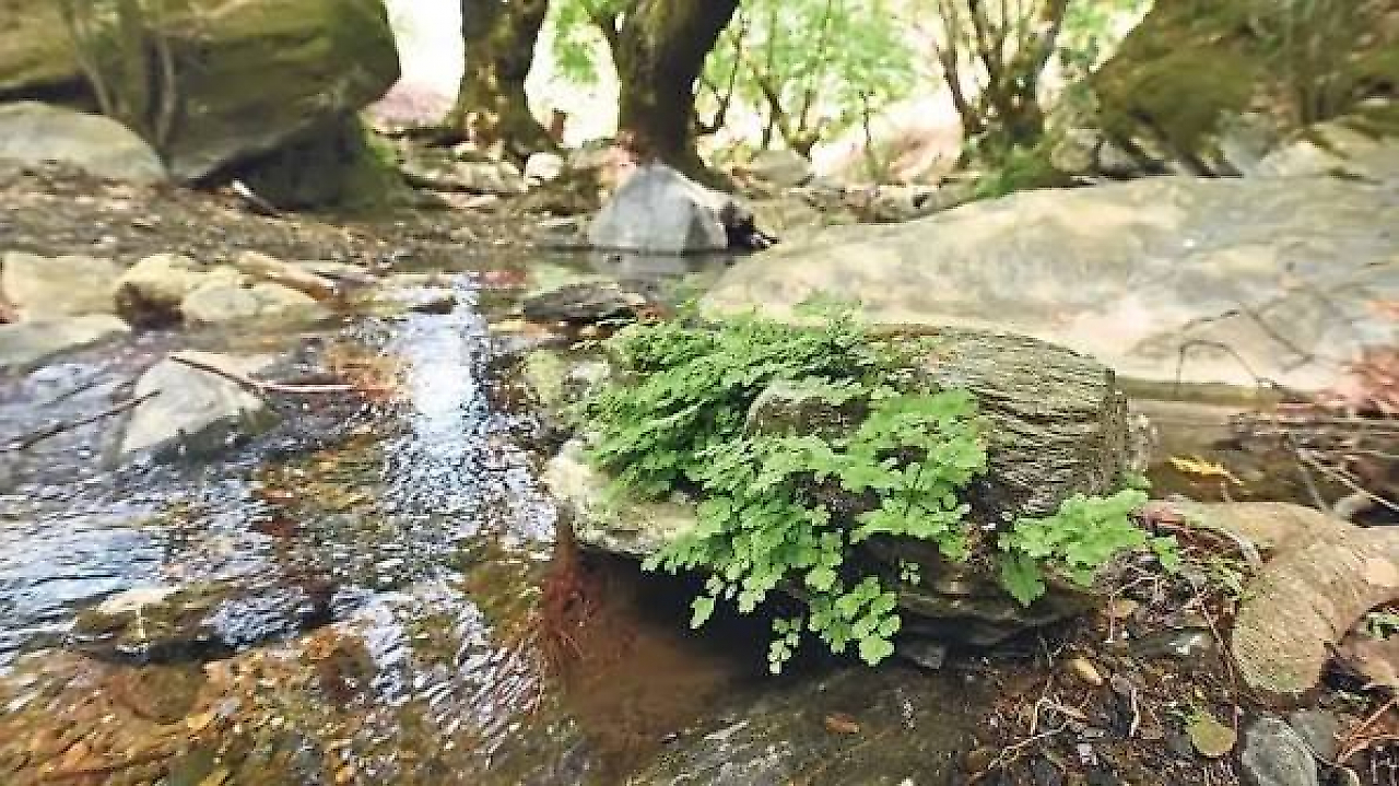 İzmir Torbalı Kamp Yerleri: Ormanlık Alanlar, Mesire Yerleri ve Doğayla İç İçe Rotalar
