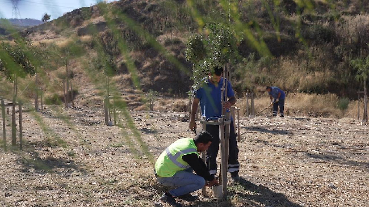 İzmir Büyükşehir 213 futbol sahası büyüklüğündeki alanı yeşillendiriliyor