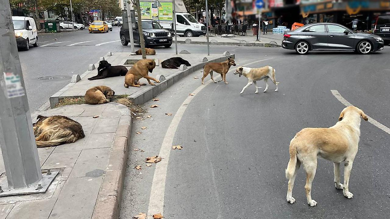 Türkiye'de 631 bin sahipsiz hayvan toplandı: 80 ilde çalışma bitti