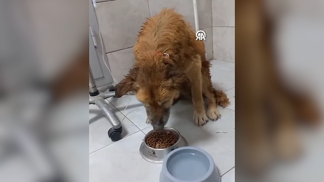 İzmir'de çamura saplanan köpek kurtarıldı: Adı Şanslı oldu