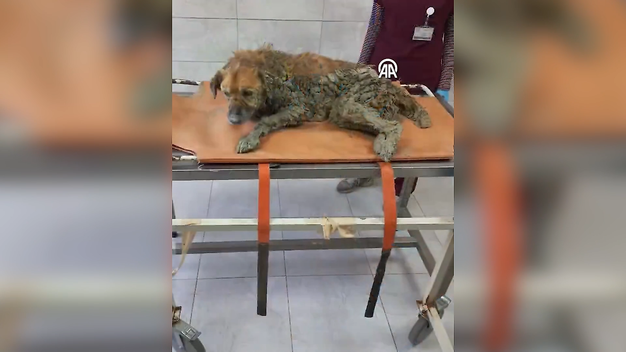 İzmir'de çamura saplanan köpek kurtarıldı: Adı Şanslı oldu
