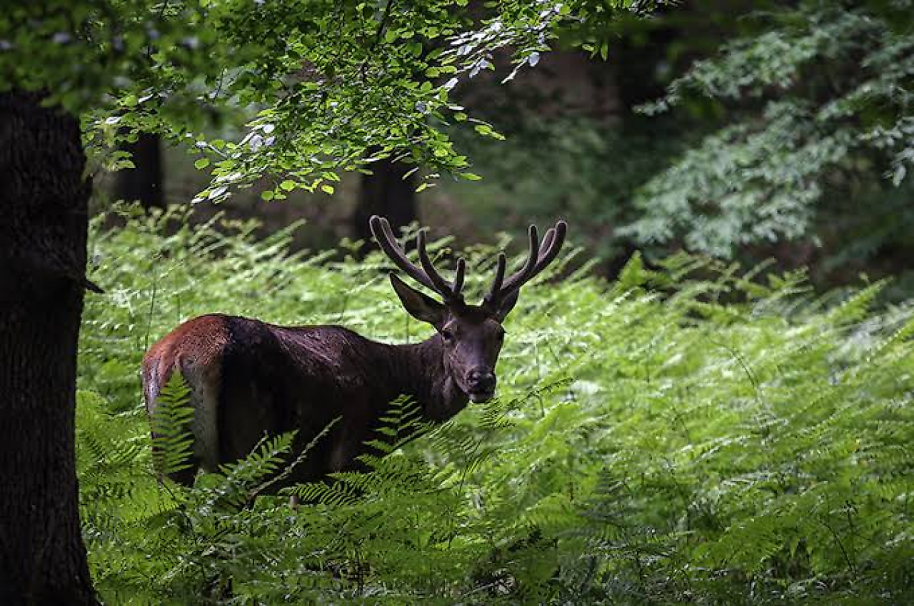 Kızıloba ve Çevresindeki Doğal Alanlar: Kamp, Piknik ve Doğa Gezisi Rehberi