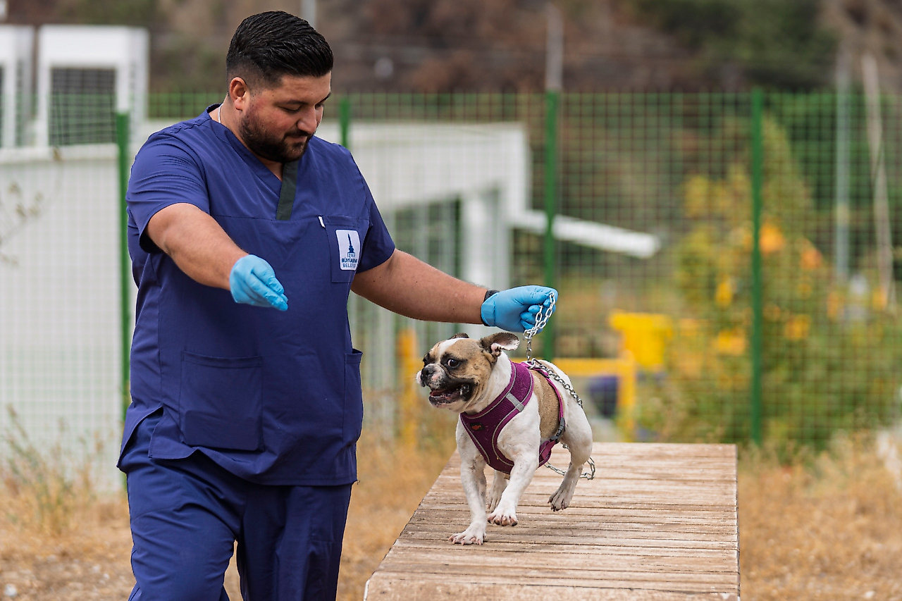 İzmir'de 2 bin 500 köpek için yeni yaşam alanı kurulacak