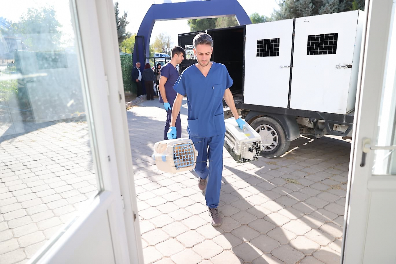 Buca Belediyesi'nden sahipli hayvan iddialarına yanıt: 'Kesinlikle işlem yapılmıyor'