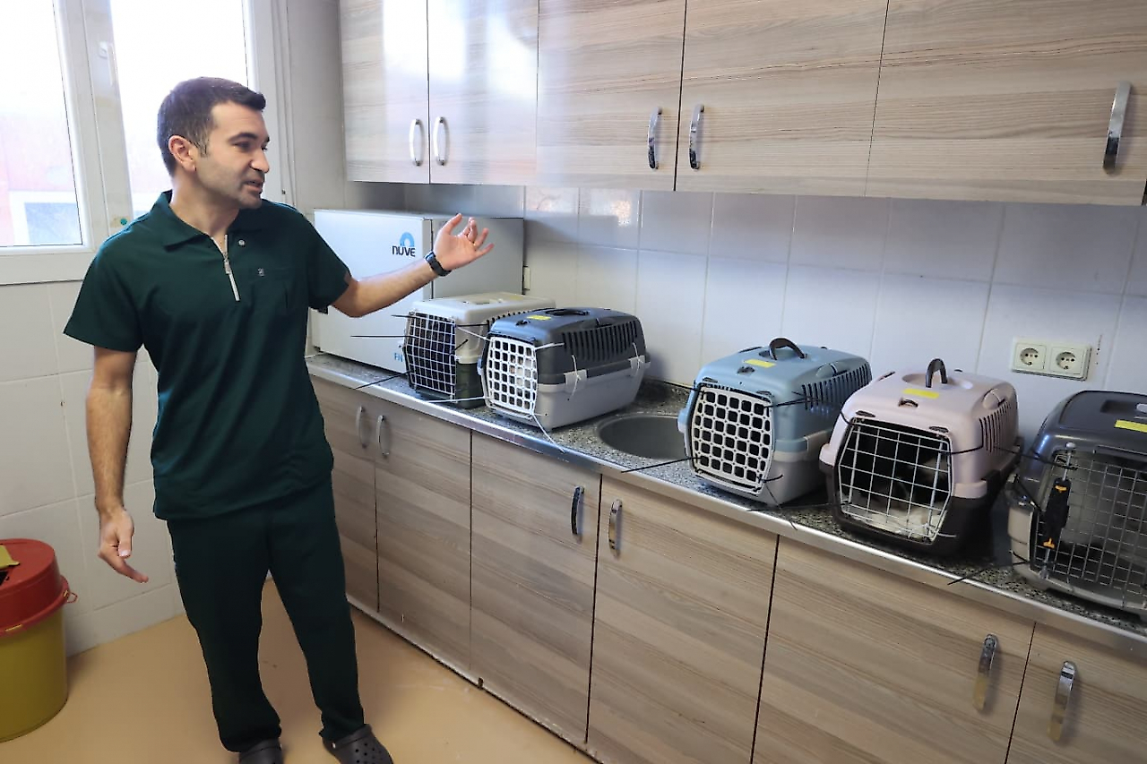 Buca Belediyesi'nden sahipli hayvan iddialarına yanıt: 'Kesinlikle işlem yapılmıyor'