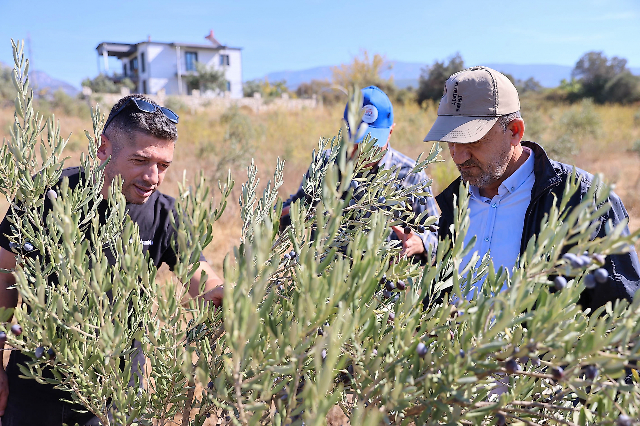 Buca'da zeytin üreticilerine budama eğitimi: Sertifikalar verildi
