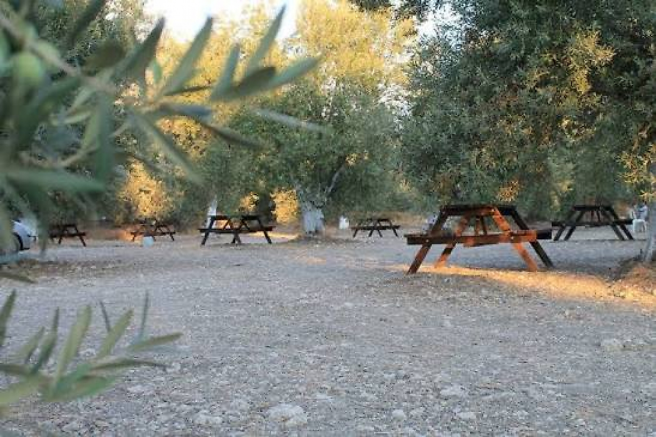 Zeytin Gölgesi Camping: Dikili'de Zeytin Ağaçlarının Gölgesinde Kamp Keyfi