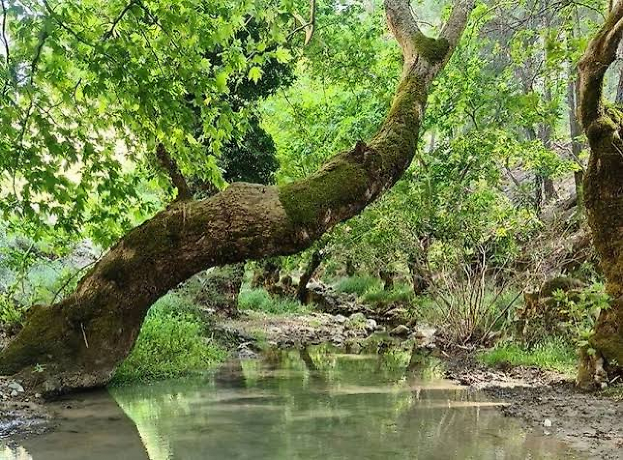 Karabağlar Kamp Yerleri: Kavacık'tan Tırazlı'ya Doğayla İç İçe Kamp Alanları