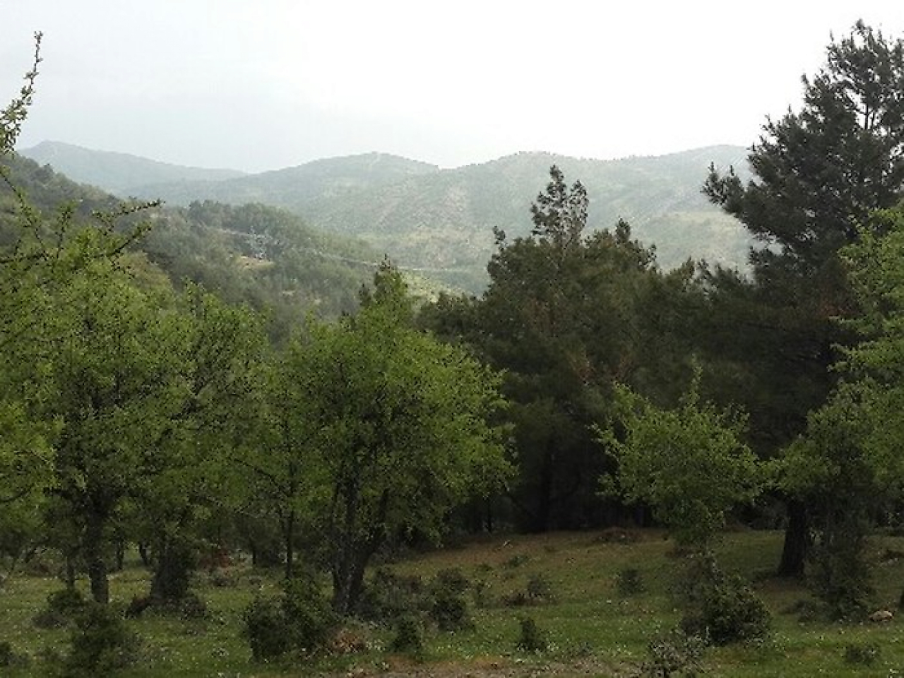 Tırazlı Ormanlık Alanları: İzmir'de Doğayla İç İçe Keşfedilecek Yeşil Rotalar
