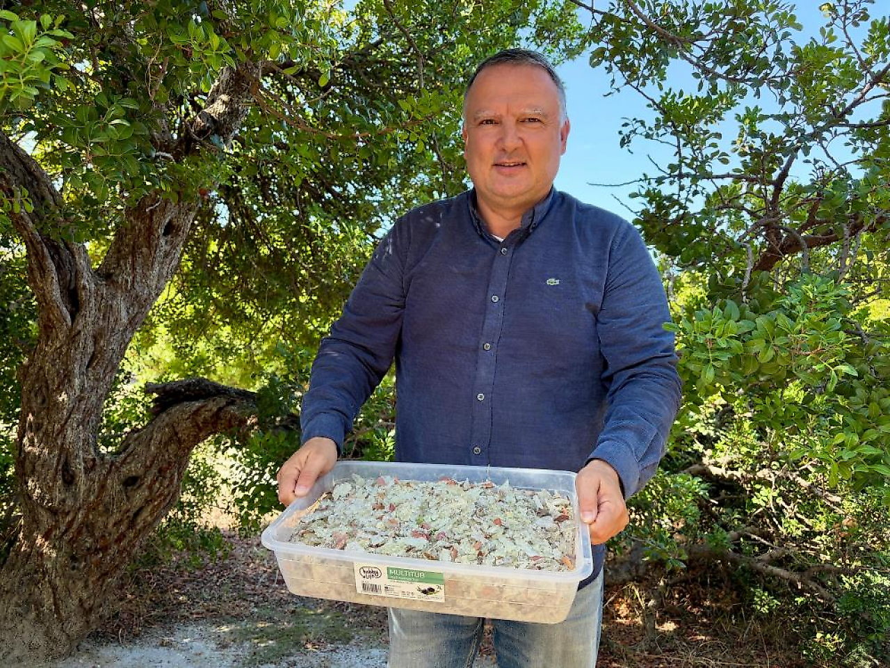 Çeşme'de damla sakızı hasadı: Kilosu 50 bin liraya ulaşıyor
