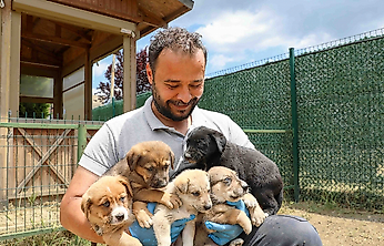 Buca Belediyesi'nden sokak hayvanlarına kapsamlı destek