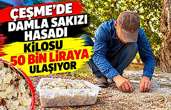 Çeşme'de damla sakızı hasadı: Kilosu 50 bin liraya ulaşıyor