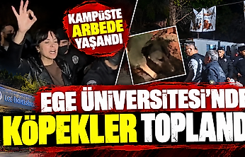 Ege Üniversitesi'nde köpekler toplandı: Kampüste arbede yaşandı