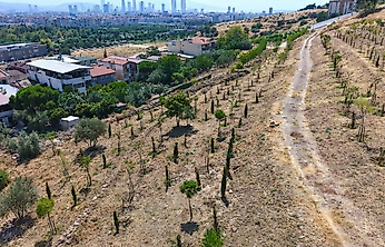 İzmir Büyükşehir 213 futbol sahası büyüklüğündeki alanı yeşillendiriliyor