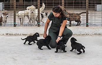 İzmir'de 2 bin 500 köpek için yeni yaşam alanı kurulacak