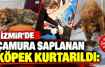 İzmir'de çamura saplanan köpek kurtarıldı: Adı Şanslı oldu