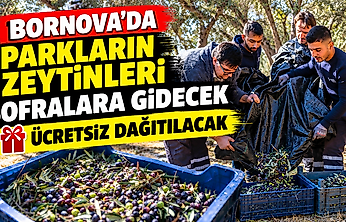 Parklardan sofralara: Bornova'da zeytinyağı dayanışması, ücretsiz dağıtılacak