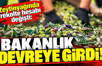 Zeytinyağında rekolte hesabı değişti: Bakanlık devreye girdi