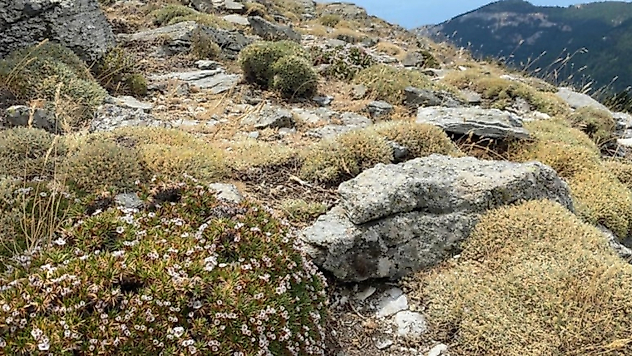 Kaz Dağları'nda dünyada ilk! Türk bilim insanı yeni bir canlı türü keşfetti