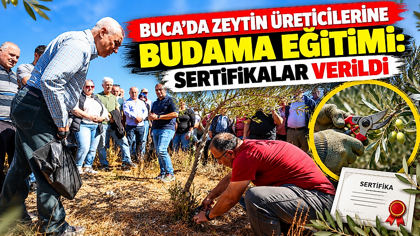 Buca'da zeytin üreticilerine budama eğitimi: Sertifikalar verildi