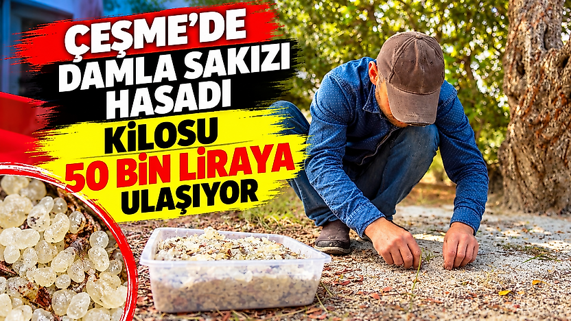 Çeşme'de damla sakızı hasadı: Kilosu 50 bin liraya ulaşıyor