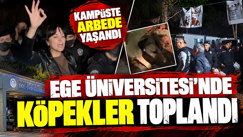 Ege Üniversitesi'nde köpekler toplandı: Kampüste arbede yaşandı