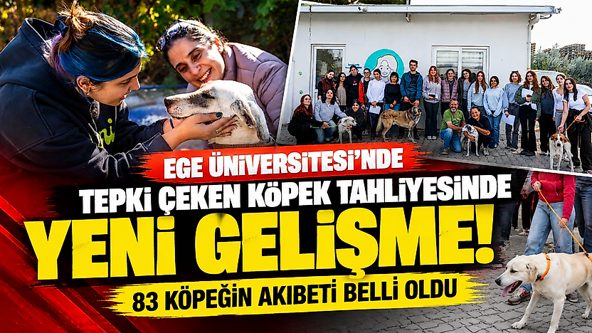 Ege Üniversitesi'nde tepki çeken köpek tahliyesinde yeni gelişme! 83 köpeğin akıbeti belli oldu