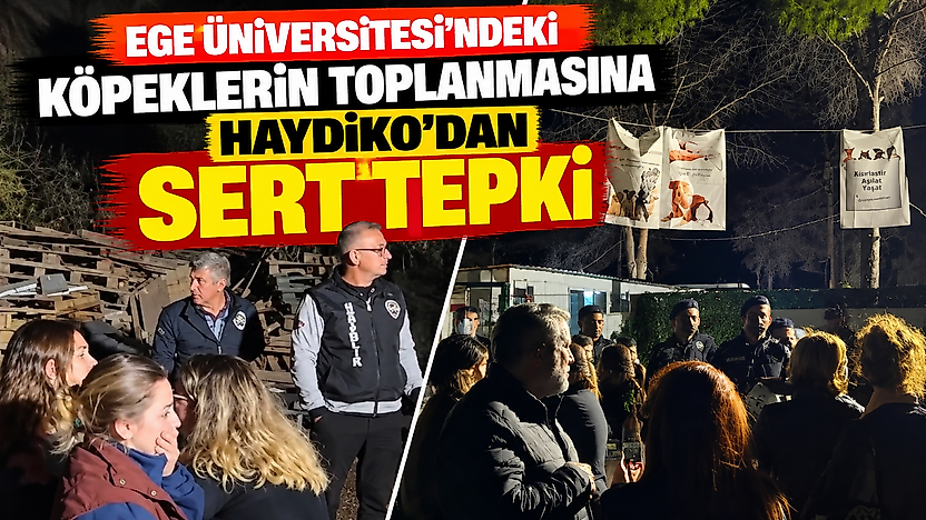 Ege Üniversitesi'ndeki köpeklerin toplanmasına HAYDİKO'dan sert tepki