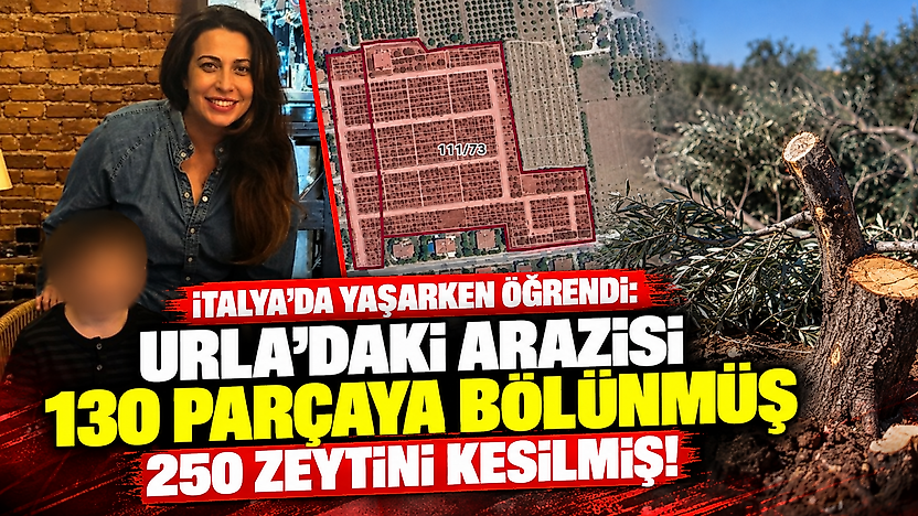 İtalya'da yaşarken öğrendi: Urla'daki arazisi 130 parçaya bölünmüş, 250 zeytini kesilmiş!