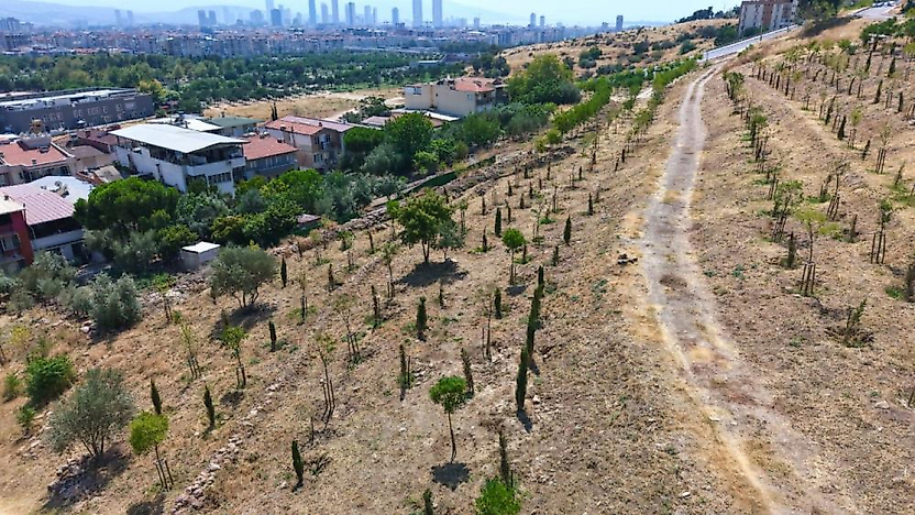 İzmir Büyükşehir 213 futbol sahası büyüklüğündeki alanı yeşillendiriliyor