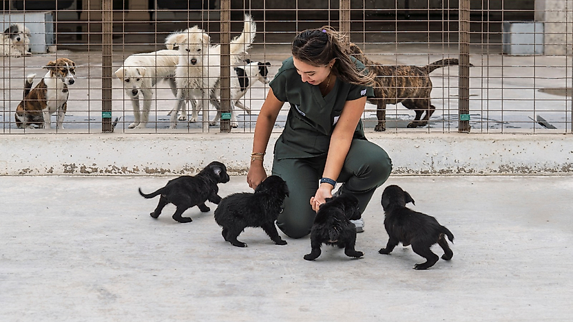 İzmir'de 2 bin 500 köpek için yeni yaşam alanı kurulacak
