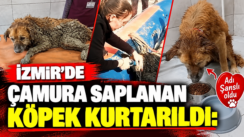 İzmir'de çamura saplanan köpek kurtarıldı: Adı Şanslı oldu