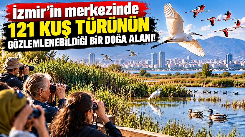 İzmir'in merkezinde 121 kuş türü: Çakalburnu'nda ücretsiz gözlem fırsatı