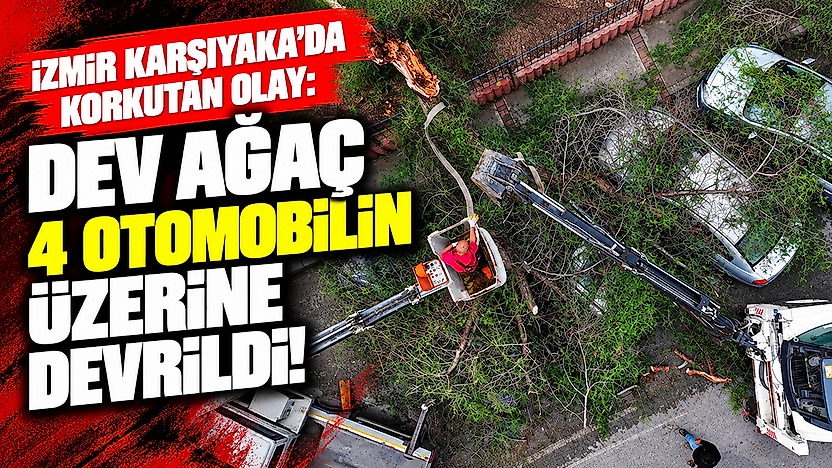 İzmir Karşıyaka'da korkutan olay: Dev ağaç 4 otomobilin üzerine devrildi!