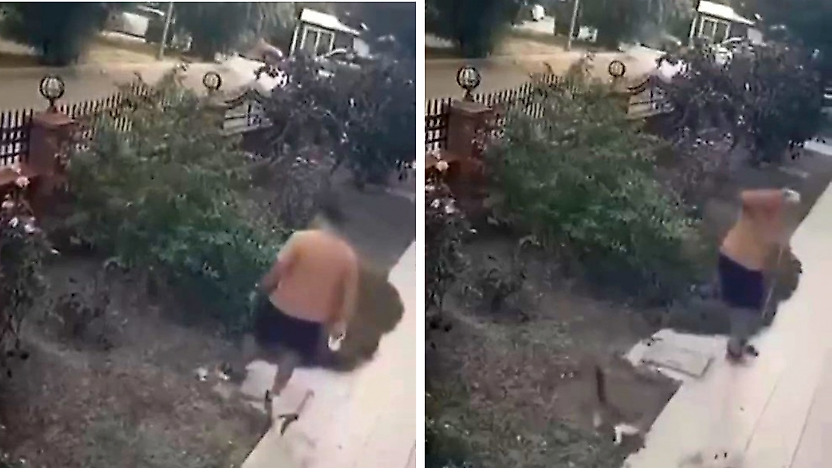 Köpeğini gezdirirken yavrulu kediye tekme attı: O anlar kamerada