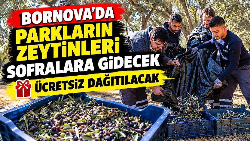 Parklardan sofralara: Bornova'da zeytinyağı dayanışması, ücretsiz dağıtılacak