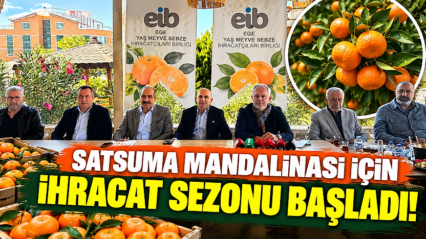 Satsuma mandalinası için ihracat sezonu başladı!