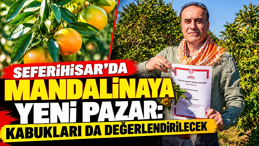 Seferihisar'da mandalinaya yeni pazar: Kabukları da değerlendirilecek