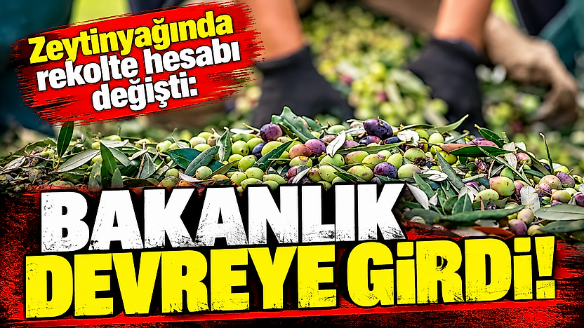 Zeytinyağında rekolte hesabı değişti: Bakanlık devreye girdi