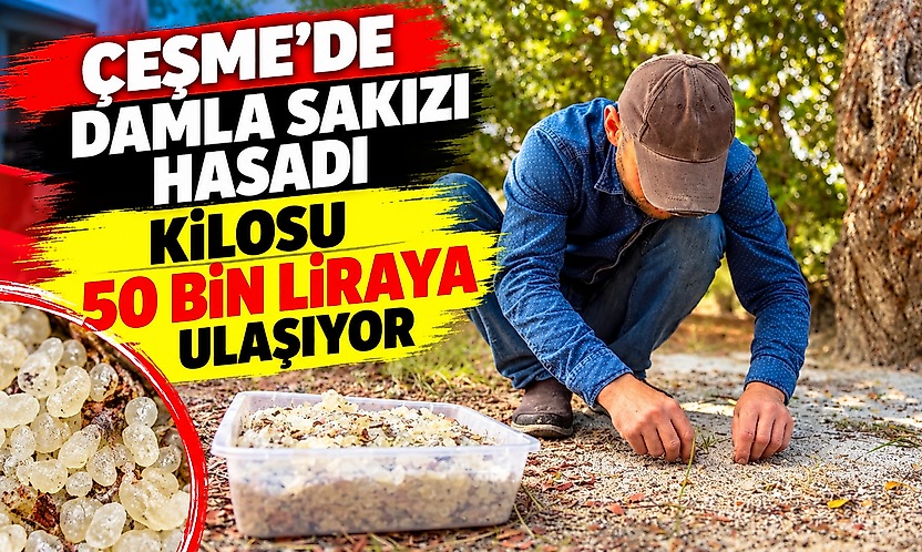 Çeşme'de damla sakızı hasadı: Kilosu 50 bin liraya ulaşıyor
