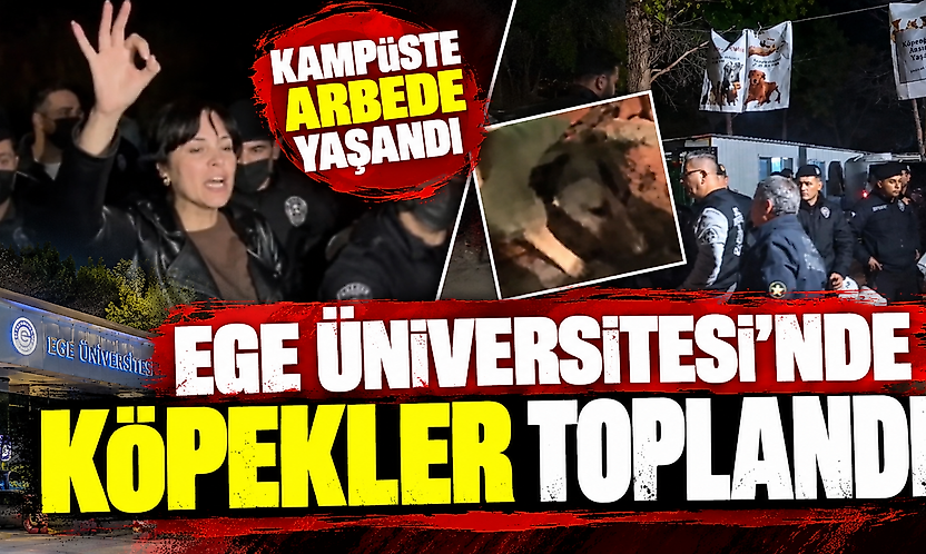 Ege Üniversitesi'nde köpekler toplandı: Kampüste arbede yaşandı