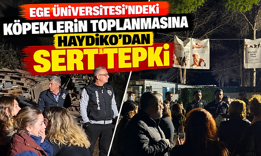 Ege Üniversitesi'ndeki köpeklerin toplanmasına HAYDİKO'dan sert tepki