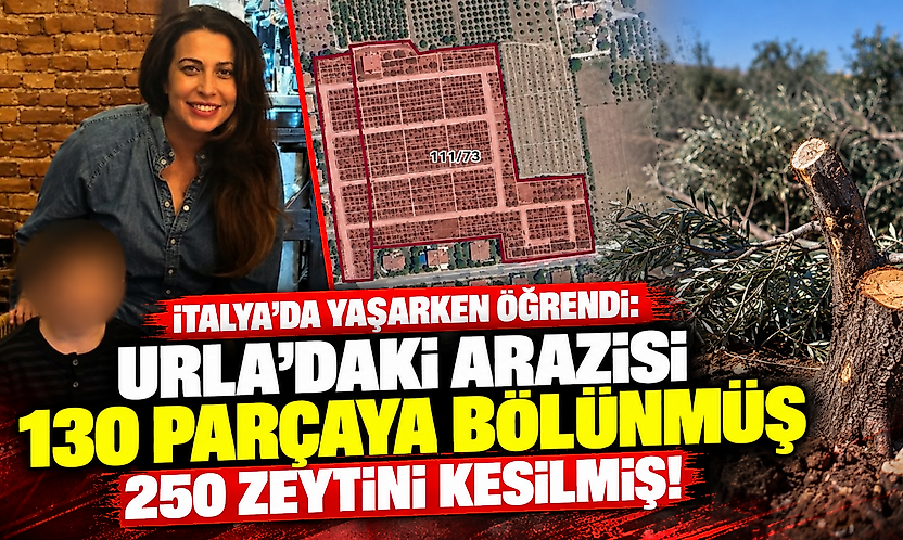İtalya'da yaşarken öğrendi: Urla'daki arazisi 130 parçaya bölünmüş, 250 zeytini kesilmiş!