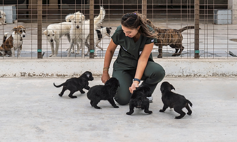 İzmir'de 2 bin 500 köpek için yeni yaşam alanı kurulacak