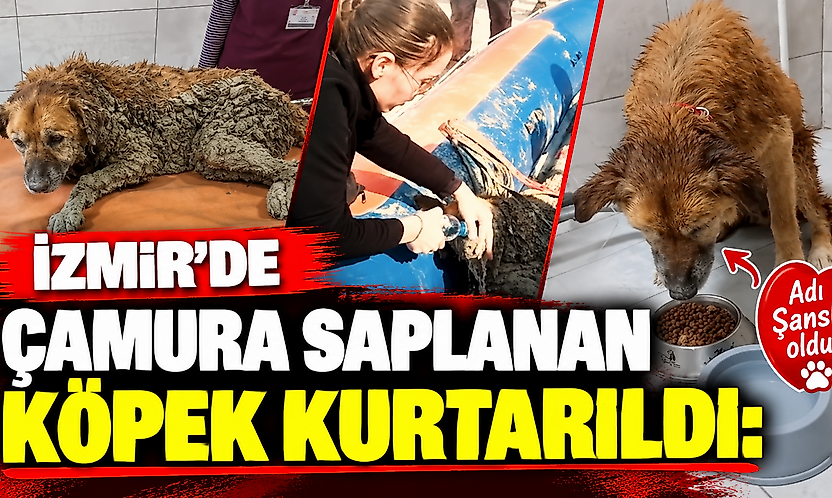 İzmir'de çamura saplanan köpek kurtarıldı: Adı Şanslı oldu