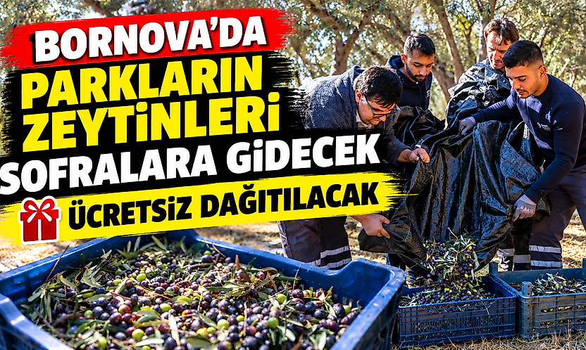 Parklardan sofralara: Bornova'da zeytinyağı dayanışması, ücretsiz dağıtılacak