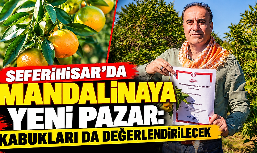 Seferihisar'da mandalinaya yeni pazar: Kabukları da değerlendirilecek